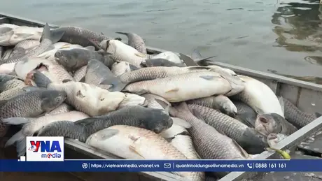 Hơn 100 tấn cá bè trên hồ Trị An bất ngờ chết hàng loạt