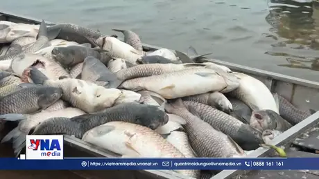 Hơn 200 tấn cá chết trên hồ Trị An do môi trường biến đổi bất lợi