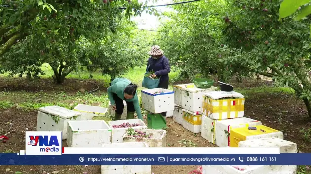 Vùng Mận hậu Sơn La xây dựng thương hiệu nông sản, tạo sinh kế bền vững