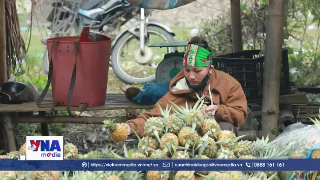 Mùa thu hoạch dứa ở Na Sang