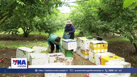 Vùng Mận hậu Sơn La xây dựng thương hiệu nông sản, tạo sinh kế bền vững
