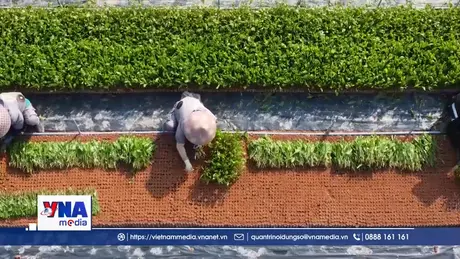 Trồng rừng FSC – Hướng đi bền vững cho ngành lâm nghiệp