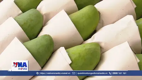Nông dân Sơn La gấp rút thu hoạch xoài phục vụ xuất khẩu