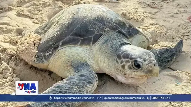 Kịp thời cứu hộ, thả rùa biển quý hiếm về tự nhiên