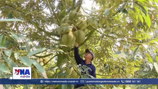 Nâng cao chất lượng trái sầu riêng để xuất khẩu bền vững