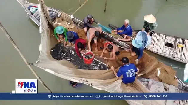 Về Đồng Tháp, dỡ chà bắt cá