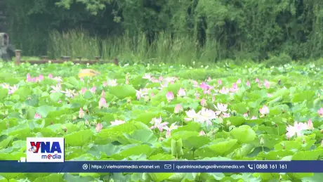 Ninh Bình rực rỡ sắc sen mùa hạ