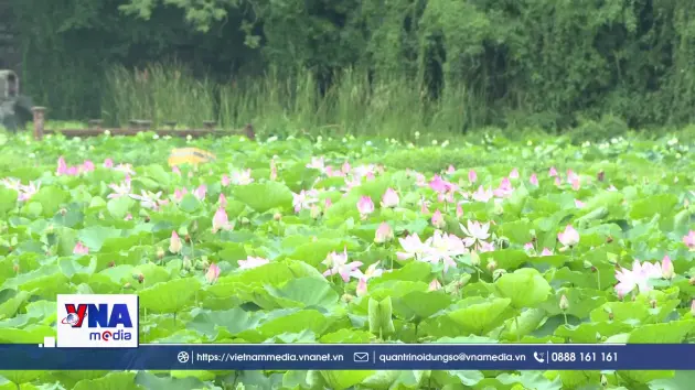 Ninh Bình rực rỡ sắc sen mùa hạ