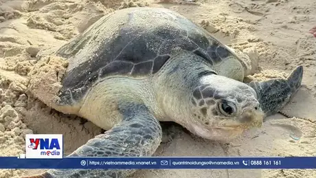 Kịp thời cứu hộ, thả rùa biển quý hiếm về tự nhiên