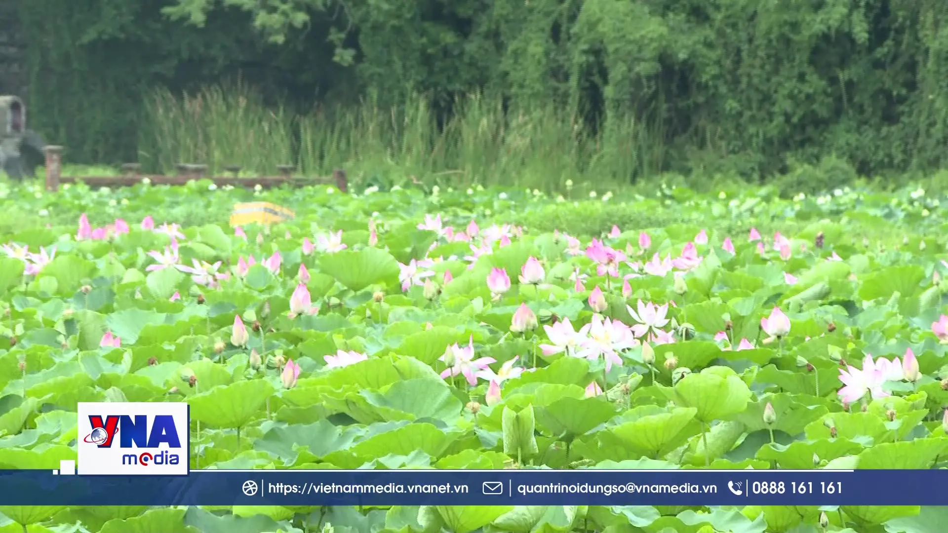 Ninh Bình rực rỡ sắc sen mùa hạ
