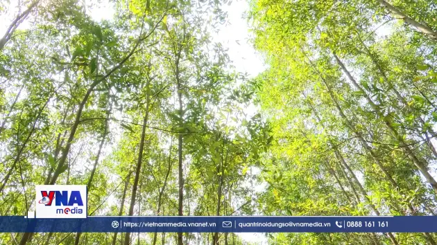 Tiềm năng bán tín chỉ Carbon của ngành lâm nghiệp