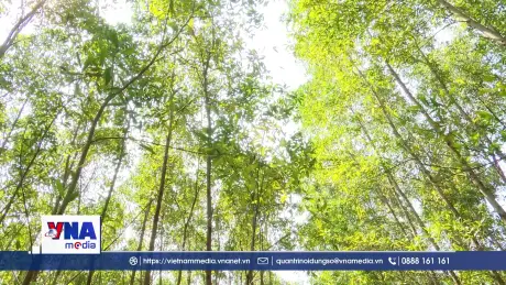 Tiềm năng bán tín chỉ Carbon của ngành lâm nghiệp