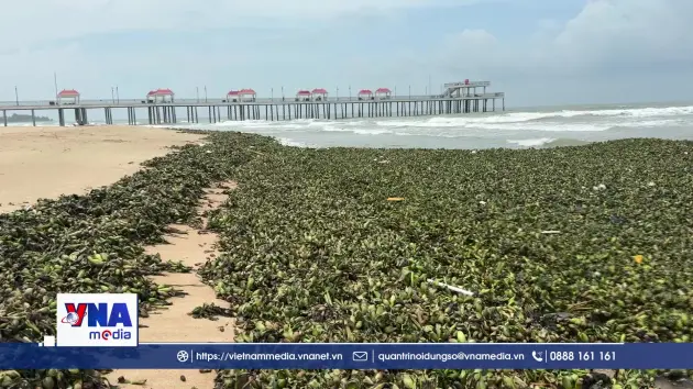 Lần đầu tiên lục bình và rác thải đại dương bủa vây bãi biển Hồ Tràm