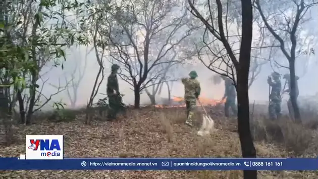 Điều tra làm rõ nguyên nhân vụ cháy rừng phòng hộ ven biển