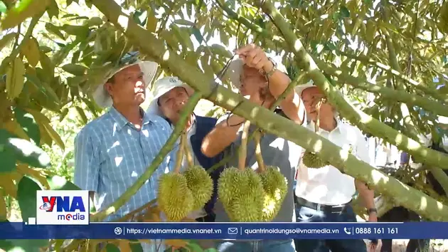 Công nghệ mới phát triển bền vững vùng sầu riêng, cà phê