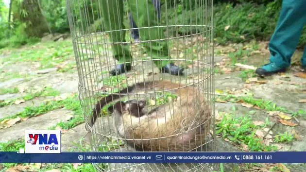 Thả động vật hoang dã về môi trường tự nhiên
