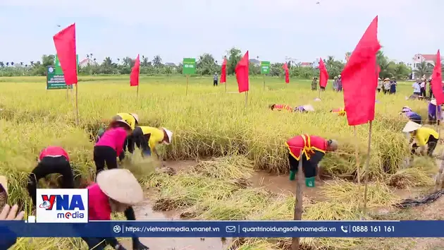 Nông dân rộn ràng thu hoạch lúa rươi