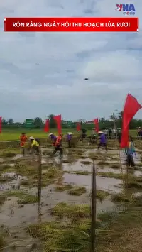Rộn ràng ngày hội thu hoạch lúa rươi