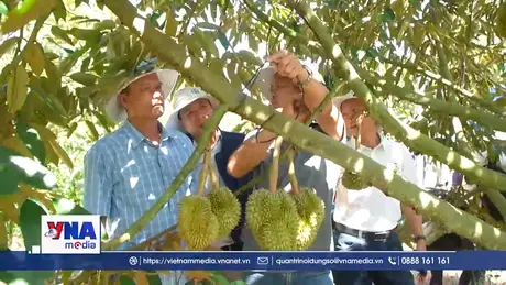 Công nghệ mới phát triển bền vững vùng sầu riêng, cà phê