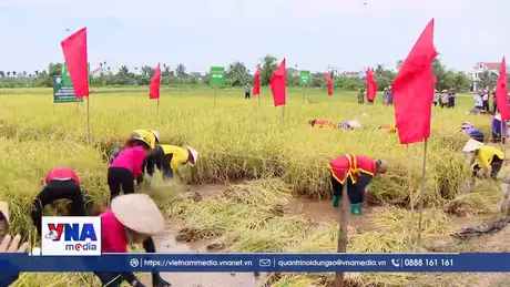 Nông dân rộn ràng thu hoạch lúa rươi