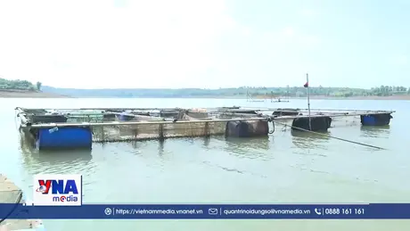 Khó khăn bủa vây nghề nuôi cá lồng bè trên lòng hồ Thác Mơ