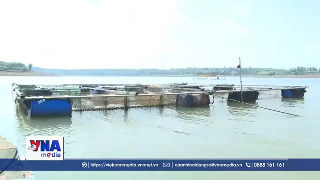 Khó khăn bủa vây nghề nuôi cá lồng bè trên lòng hồ Thác Mơ