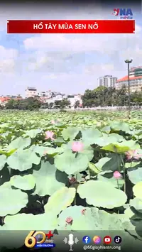 60s hiện trường: Hồ Tây mùa sen nở