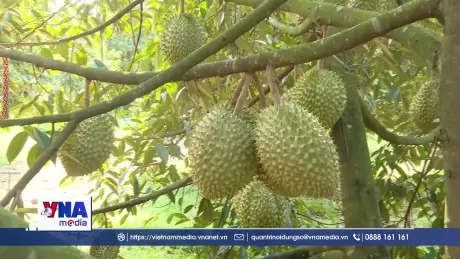 Đồng Nai: Nâng giá trị nông sản từ liên kết