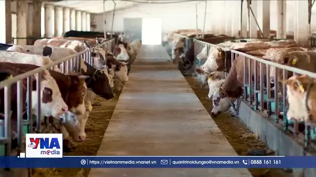 FAO cảnh báo vấn đề kháng thuốc kháng sinh