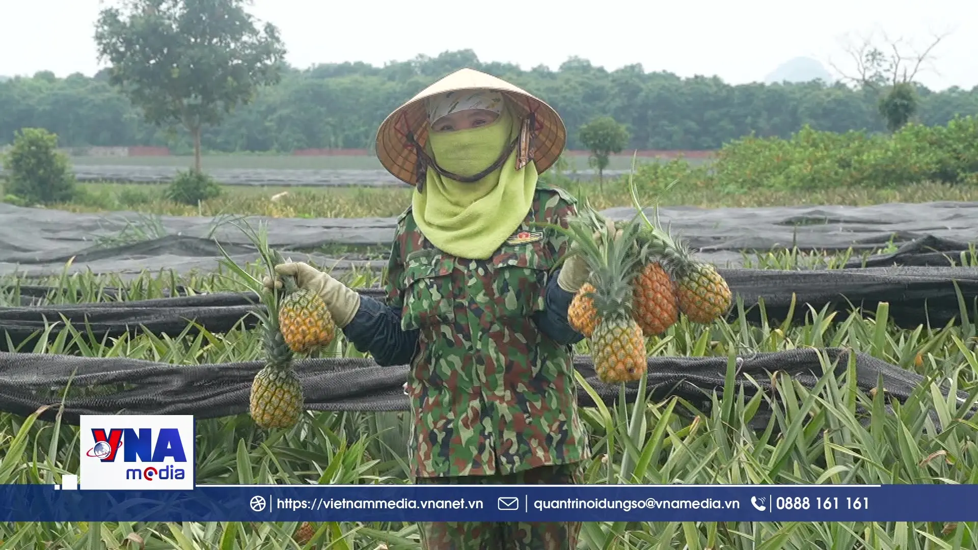 Thanh Hóa: Người trồng dứa lao đao vì giá giảm sâu