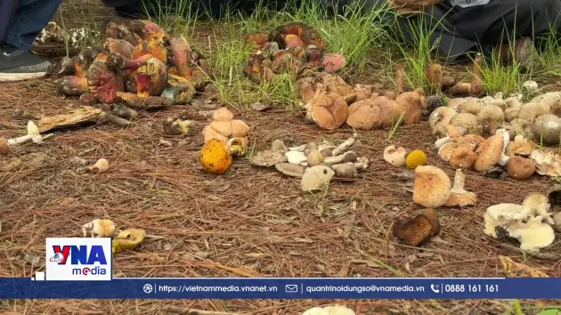 Chuyên gia chỉ dẫn, ngành y tế khuyến cáo sau ngộ độc nấm ở Đà Lạt