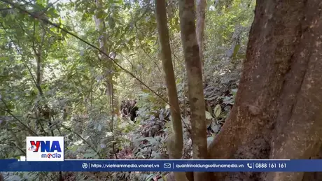 Nhiều diện tích rừng phòng hộ Đà Nẵng chưa được bàn giao ngoài thực địa