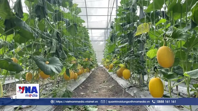 Vĩnh Long: Chuyển đổi đất trồng lúa nâng cao hiệu quả sản xuất
