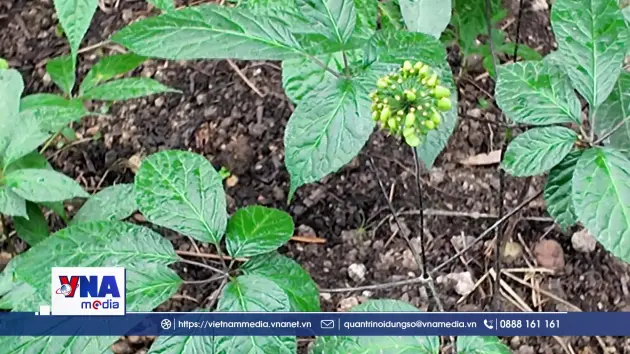 Trồng sâm dưới tán rừng, sinh kế mới cho vùng cao Tân Quang