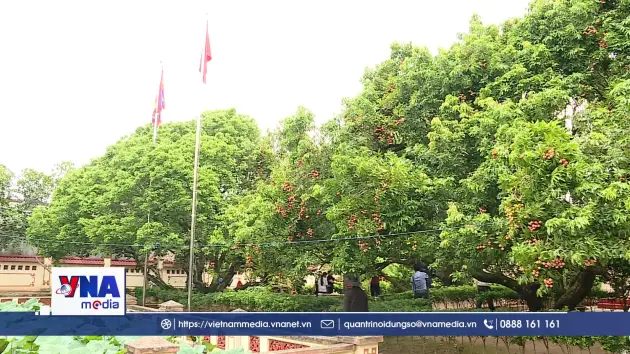 Mất mùa chưa từng có, vải thiều lại rơi vào tình trạng 