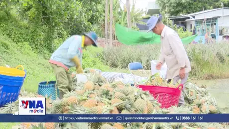 Dứa rớt giá ở vùng Đồng Tháp Mười, người trồng kém vui