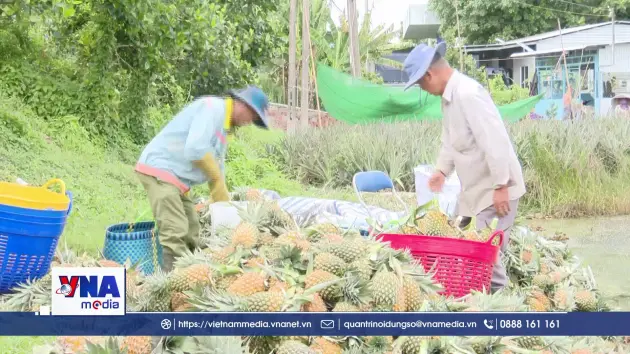 Dứa rớt giá ở vùng Đồng Tháp Mười, người trồng kém vui