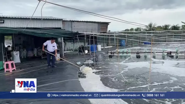 Vĩnh Long phát triển nuôi tôm công nghệ cao bền vững