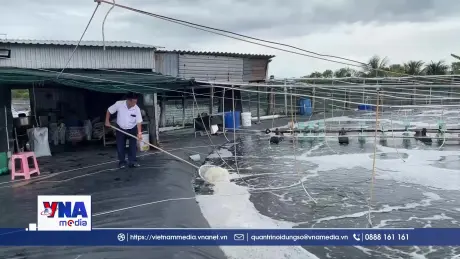 Vĩnh Long phát triển nuôi tôm công nghệ cao bền vững