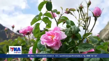 TIÊU ĐIỂM - “Vàng lỏng” trên mái nhà thế giới