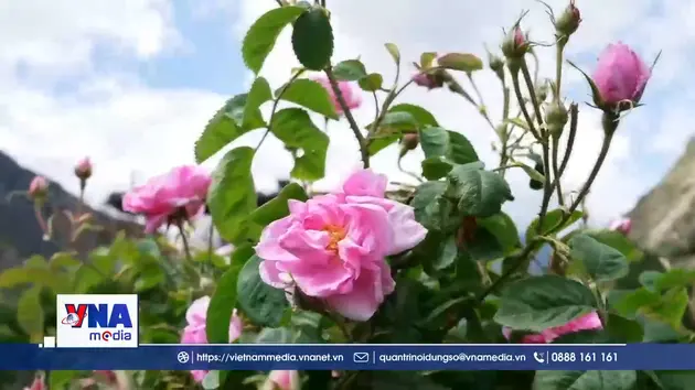 TIÊU ĐIỂM - “Vàng lỏng” trên mái nhà thế giới
