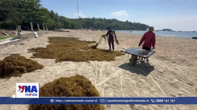 Xã đảo Tam Hải thu hoạch “thảo dược” dưới đáy biển