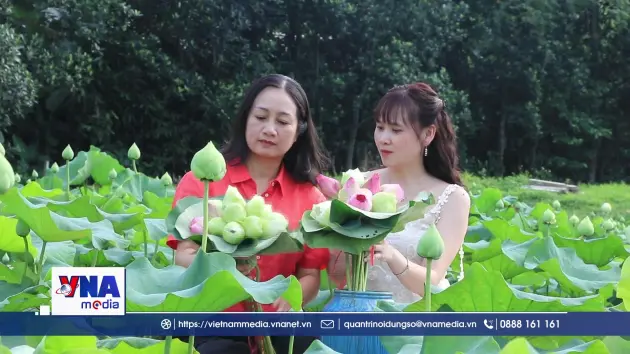 Việt Hồng rực rỡ sắc sen mùa Hạ