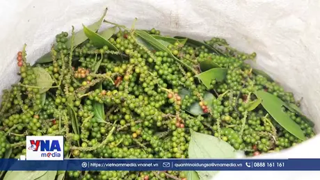 Giá trị kép từ sản xuất tiêu hữu cơ