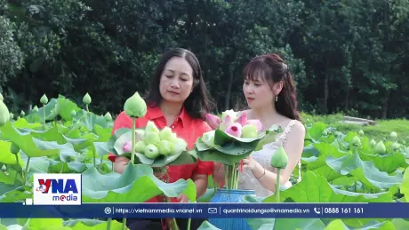 Việt Hồng rực rỡ sắc sen mùa Hạ