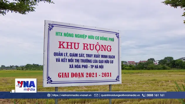 Gạo Japonica và bài toán phát triển lúa gạo hàng hóa tại miền Bắc