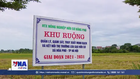Gạo Japonica và bài toán phát triển lúa gạo hàng hóa tại miền Bắc