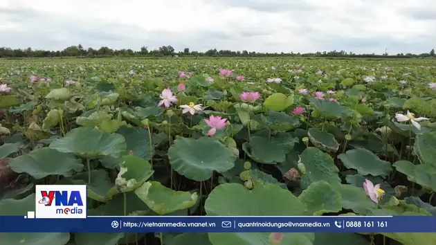 Đồng Tháp nâng cao giá trị ngành hàng sen