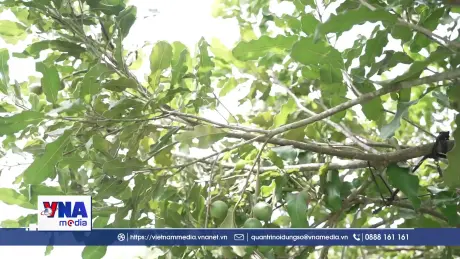 Thận trọng phát triển cây mắc ca ở Lào Cai