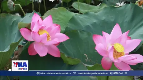 Nông dân thu nhập ổn định từ trồng sen